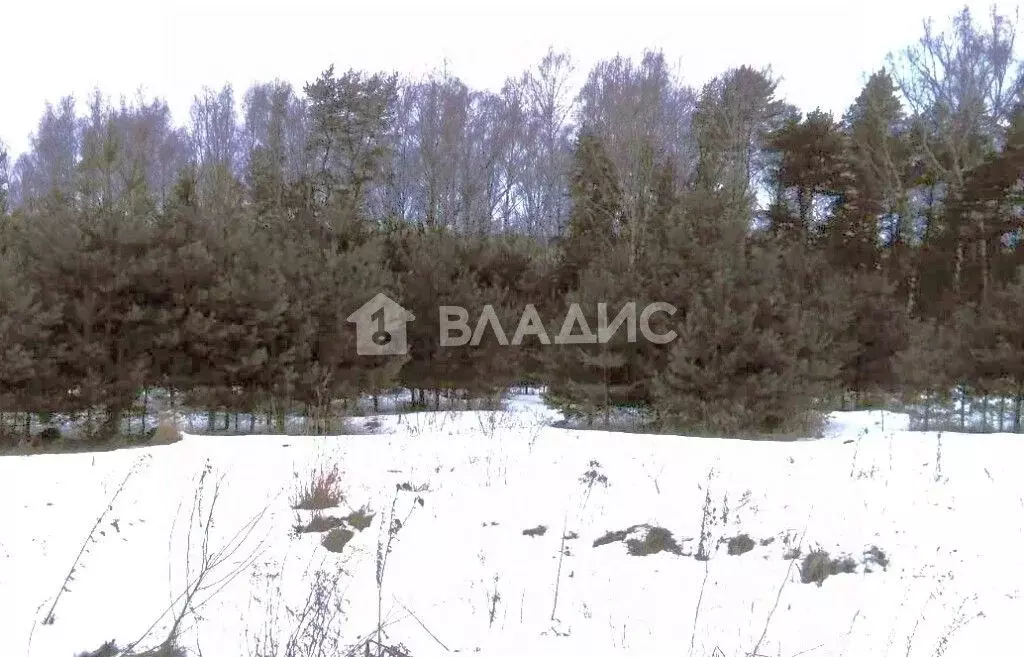 Участок в Владимирская область, Судогодский район, Муромцевское ... - Фото 1