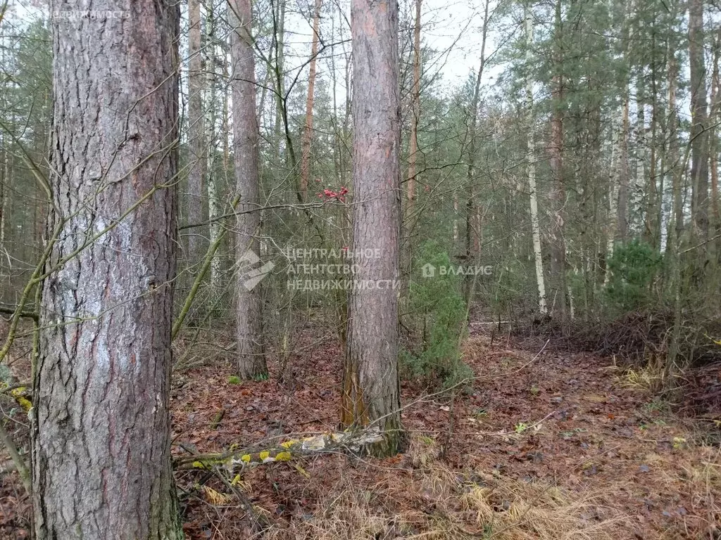 Участок в Рязанский муниципальный округ, село Алеканово (25.7 м) - Фото 2