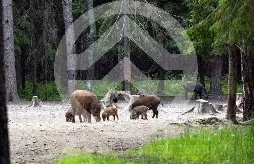 Участок в Московская область, Клин городской округ, д. Васильково  ... - Фото 1