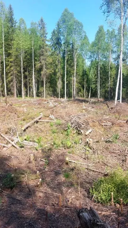 Участок в Карелия, Кондопожское городское поселение  (14.0 сот.) - Фото 2