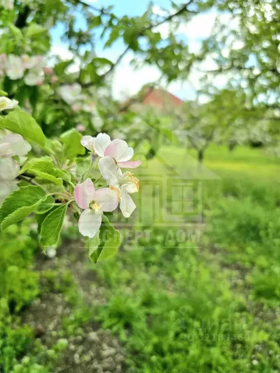 Участок в Ростовская область, Неклиновский район, Лакедемоновское ... - Фото 2