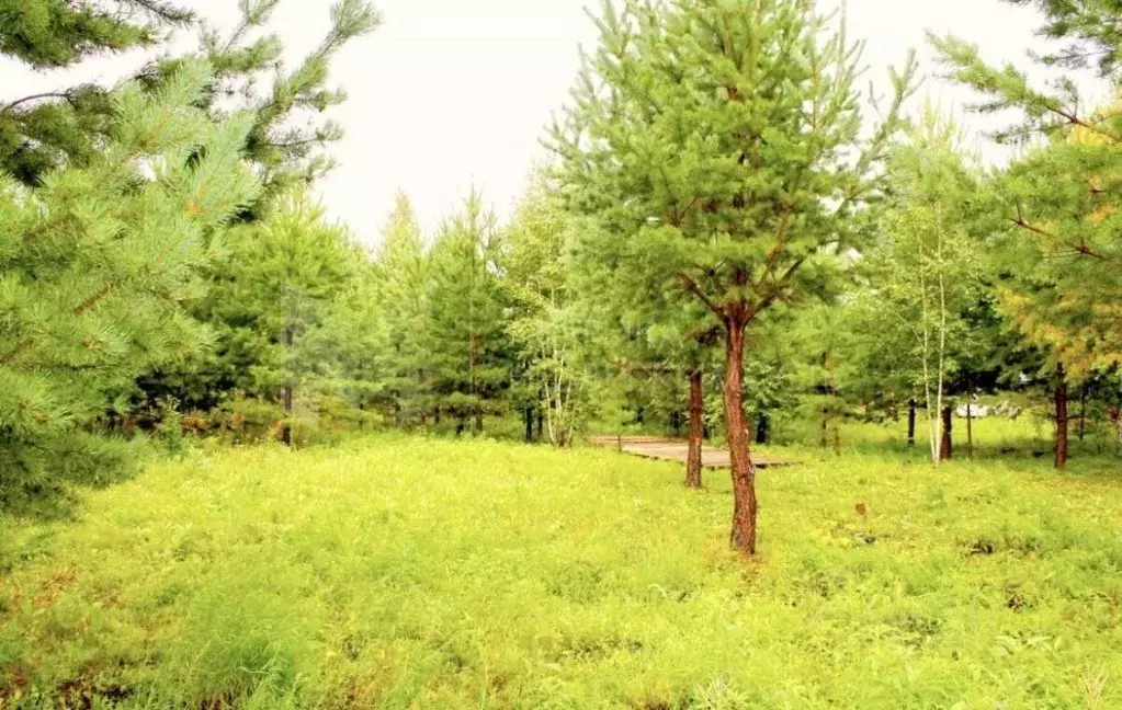 Участок в Тюменская область, Ялуторовский район, д. Сингуль  (14.99 ... - Фото 1