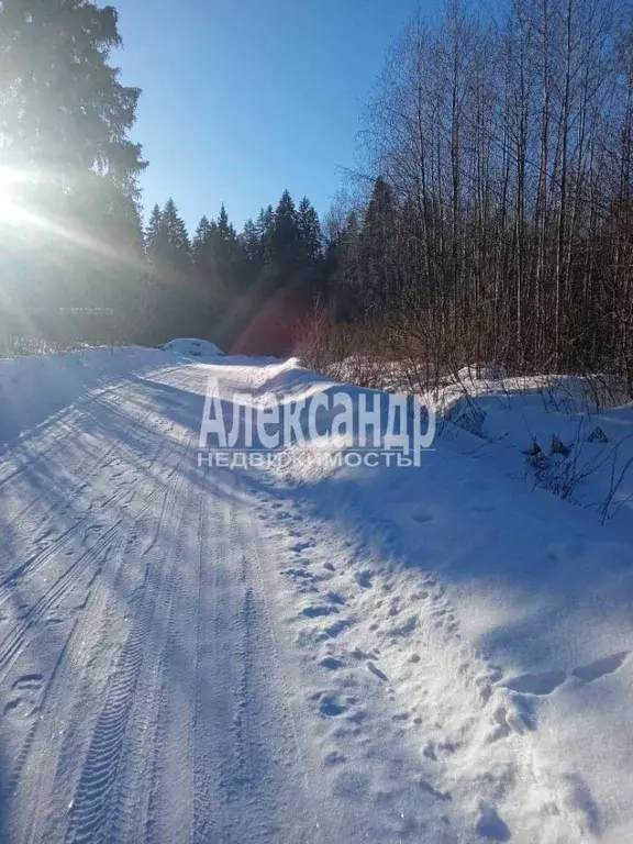 Участок в Ленинградская область, Выборг ул. Малая Сосновая (210.0 ... - Фото 0