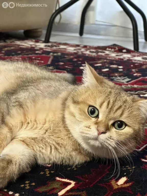 3-комнатная квартира: Каспийск, проспект Акулиничева, 14/1 (90 м) - Фото 1