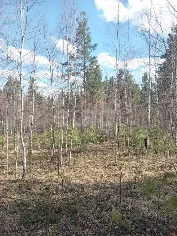 Участок в Челябинская область, Кыштым ул. Победы, 69 (11.6 сот.) - Фото 1