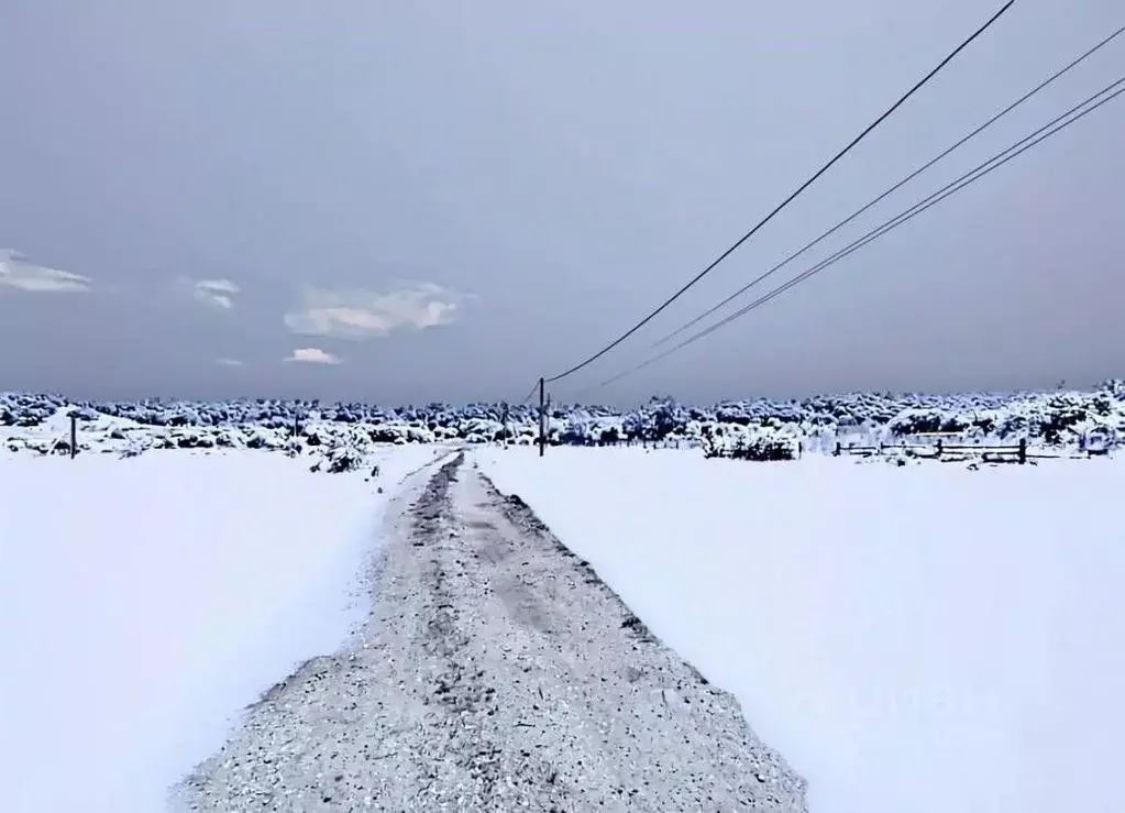 Участок в Амурская область, Серышевский муниципальный округ, с. ... - Фото 2