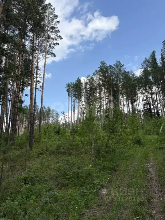 Участок в Красноярский край, Дивногорск городской округ, пос. Манский  ... - Фото 2