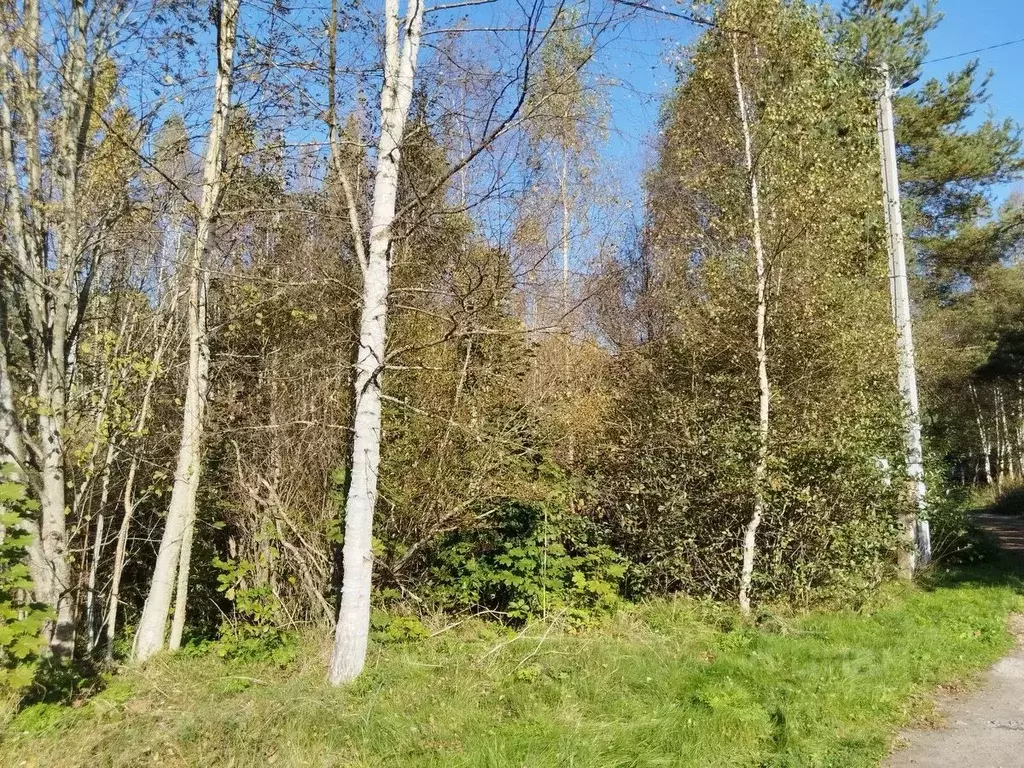 Участок в Ленинградская область, Кингисеппский район, пос. Усть-Луга, ... - Фото 2