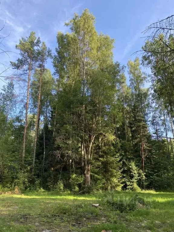 Участок в Санкт-Петербург пос. Комарово, ул. 1-я Дачная, 26В (30.0 ... - Фото 2