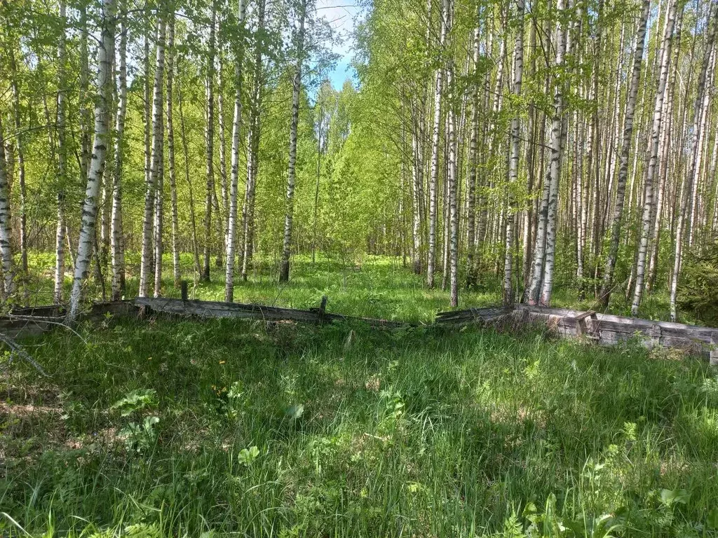 Участок в Тверская область, Кимрский муниципальный округ, д. Клыпино  ... - Фото 0