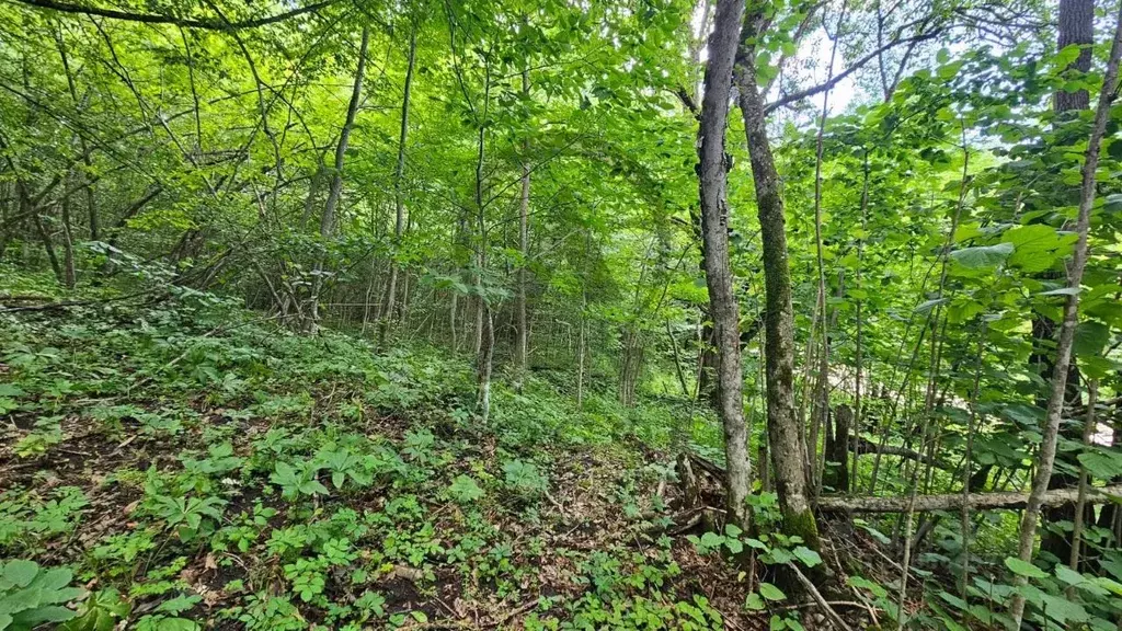 Участок в Краснодарский край, Апшеронский район, Мезмайское с/пос, ... - Фото 1