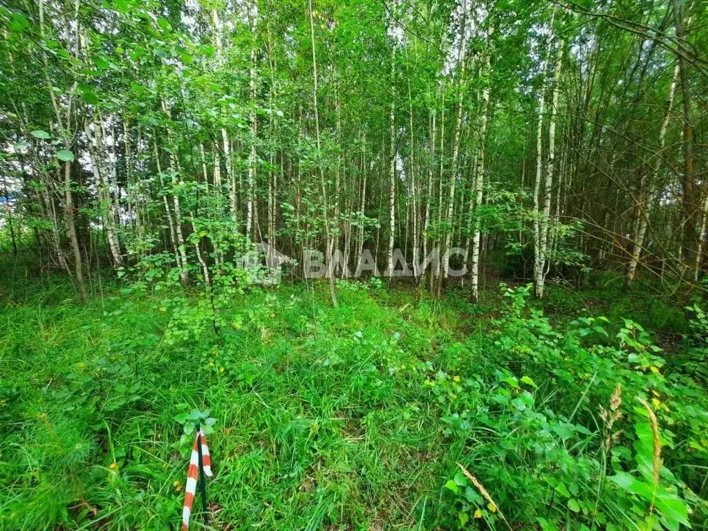 Участок в Владимирская область, Владимир Пиганово мкр,  (10.03 сот.) - Фото 0