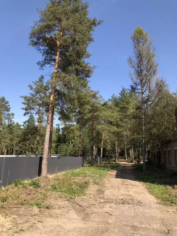 Участок в Ленинградская область, Луга  (16.0 сот.) - Фото 1