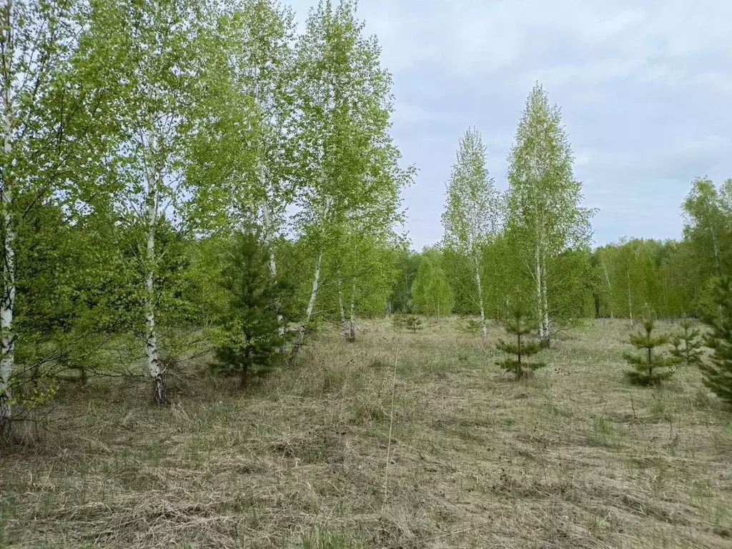 Участок в Красноярский край, Емельяново городское поселение, Южная-3 ... - Фото 0