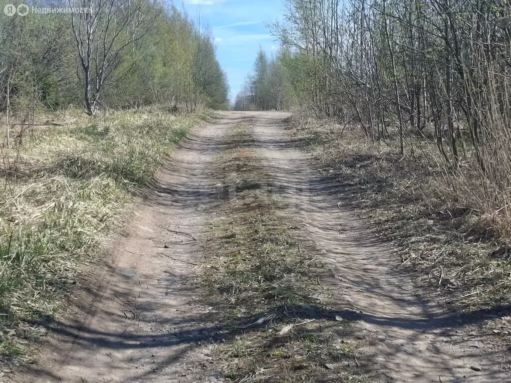 Участок в Пашское сельское поселение, деревня Сонино, Яблоневая улица ... - Фото 2