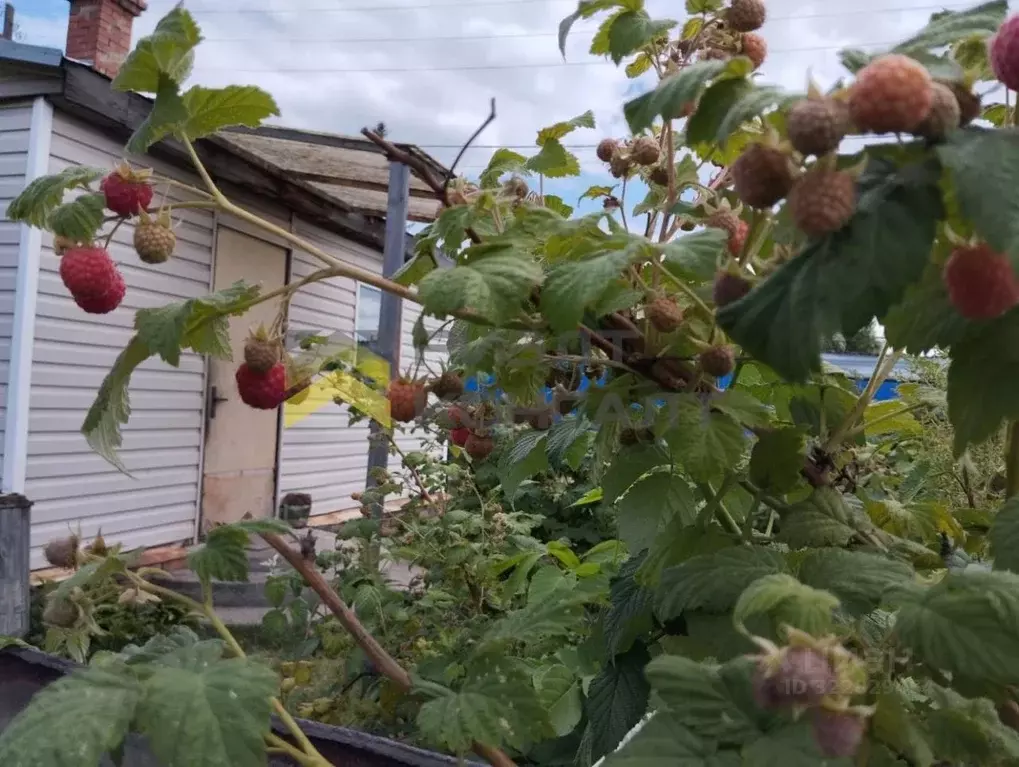 Дом в Омская область, Омск СОСН Рябинка тер., 32 (31 м) - Фото 1