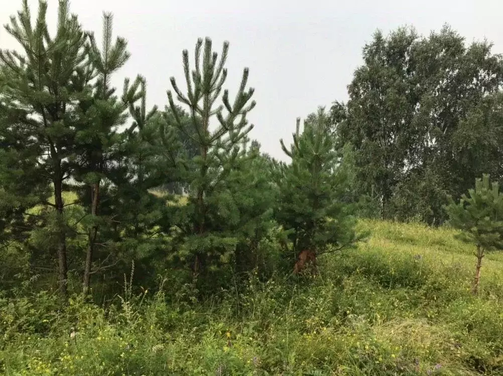 Участок в Иркутская область, Иркутский муниципальный округ, д. Талька  ... - Фото 2