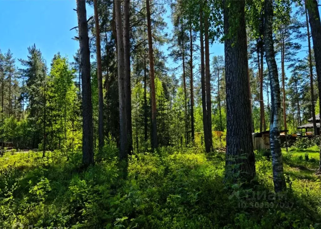 Участок в Ленинградская область, Гатчинский район, Вырица городской ... - Фото 1