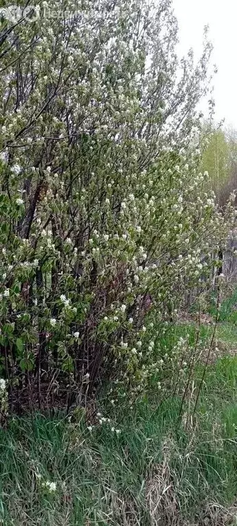 Участок в Омск, территория СОСН Аэрофлот (7.6 м) - Фото 2