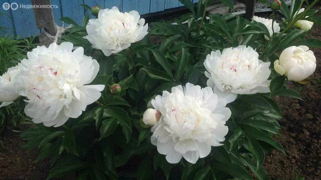 Дом в Черная Речка, СНТ Авангард, Тенистая улица, 10 (23 м) - Фото 1