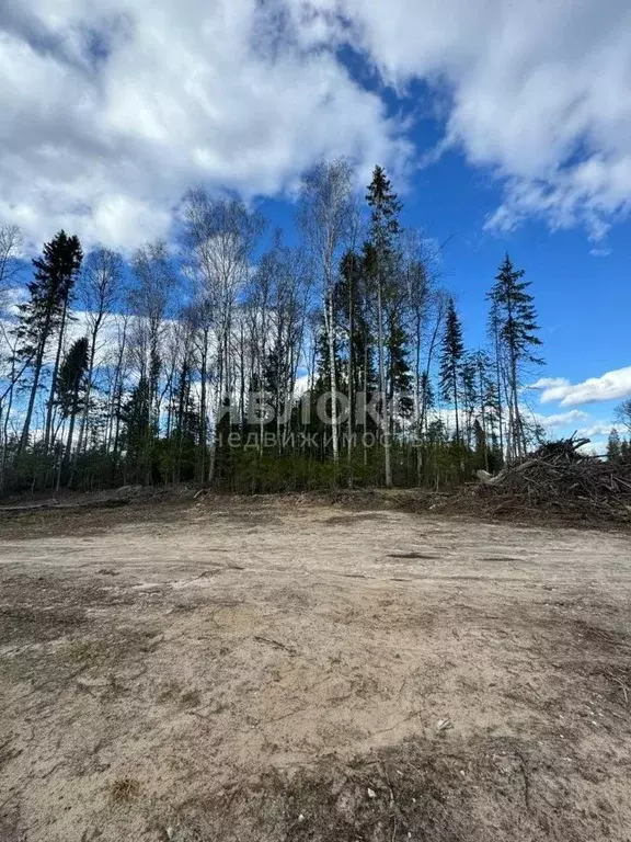 Участок в Пермский край, Березники ул. Вербная (8.0 сот.) - Фото 2