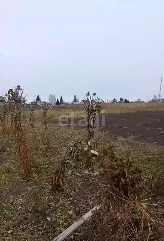 Участок в Новосибирская область, Мошковский район, с. Сокур ул. ... - Фото 0