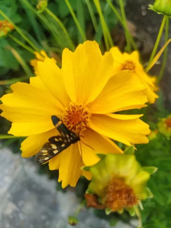 Дом в Самарская область, Волжский район, Воскресенка с/пос, Приозерное ... - Фото 1