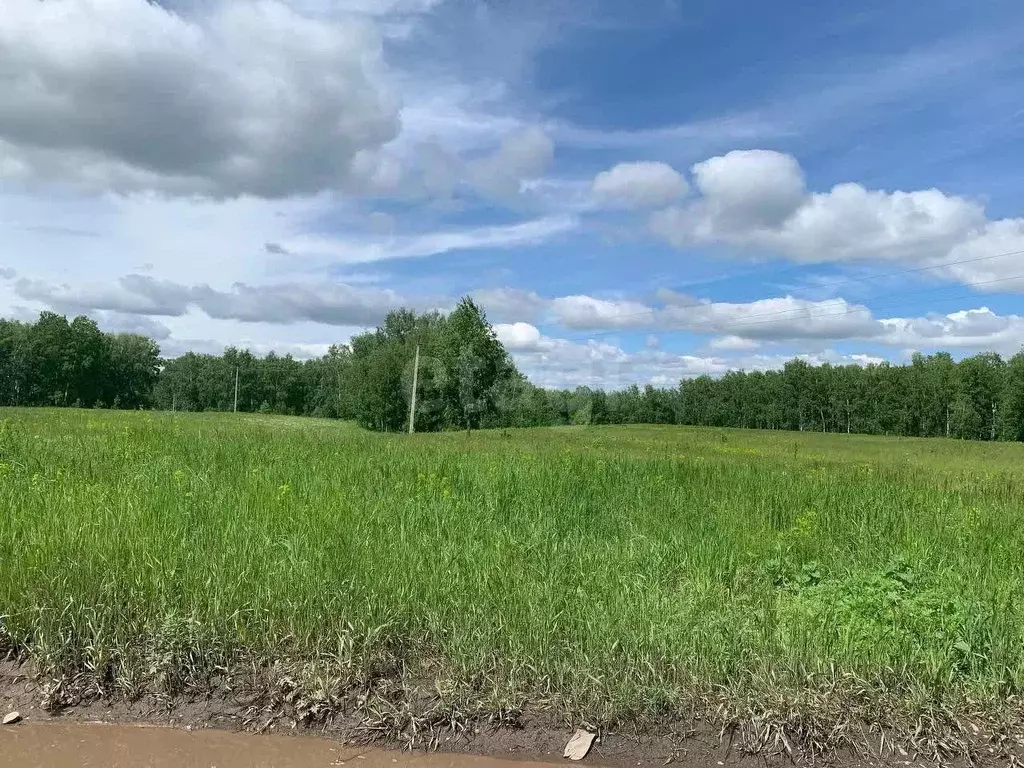 Участок в Новосибирская область, Колыванский район, д. Малый Оеш ... - Фото 1