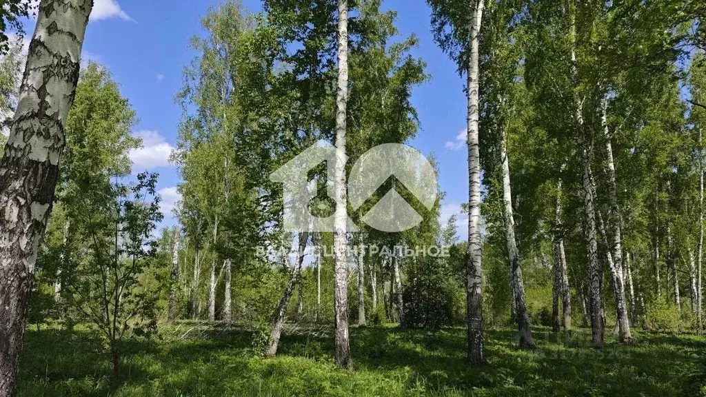 Участок в Новосибирская область, Новосибирский район, Каменский ... - Фото 1