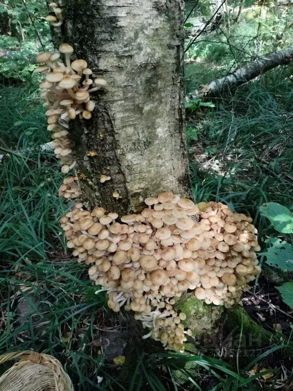 Участок в Московская область, Раменский муниципальный округ, 15 кв-л  ... - Фото 2