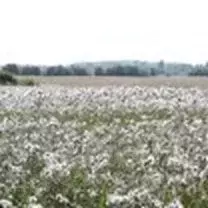 Участок в Ленинградская область, Лодейнопольский район, Доможировское ... - Фото 2