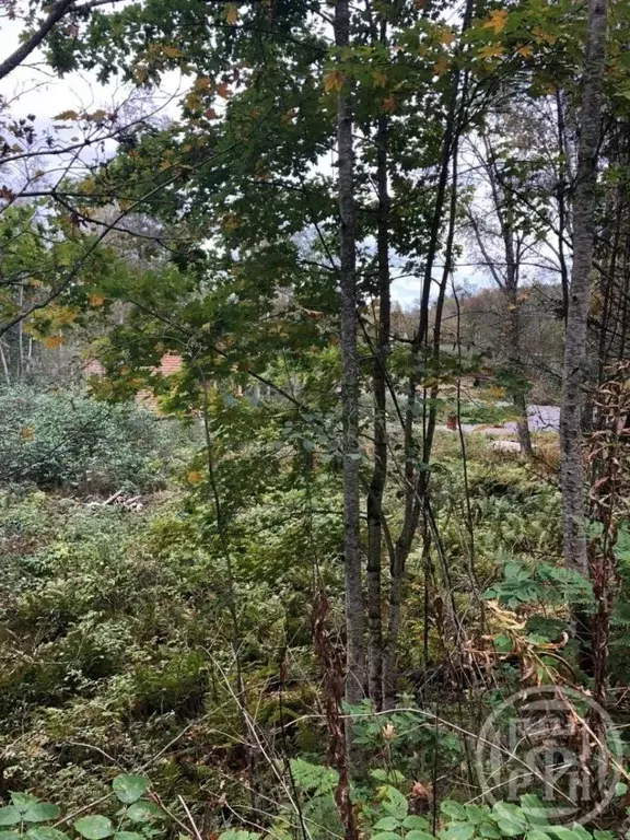 Участок в Ленинградская область, Приозерский район, Ларионовское ... - Фото 2
