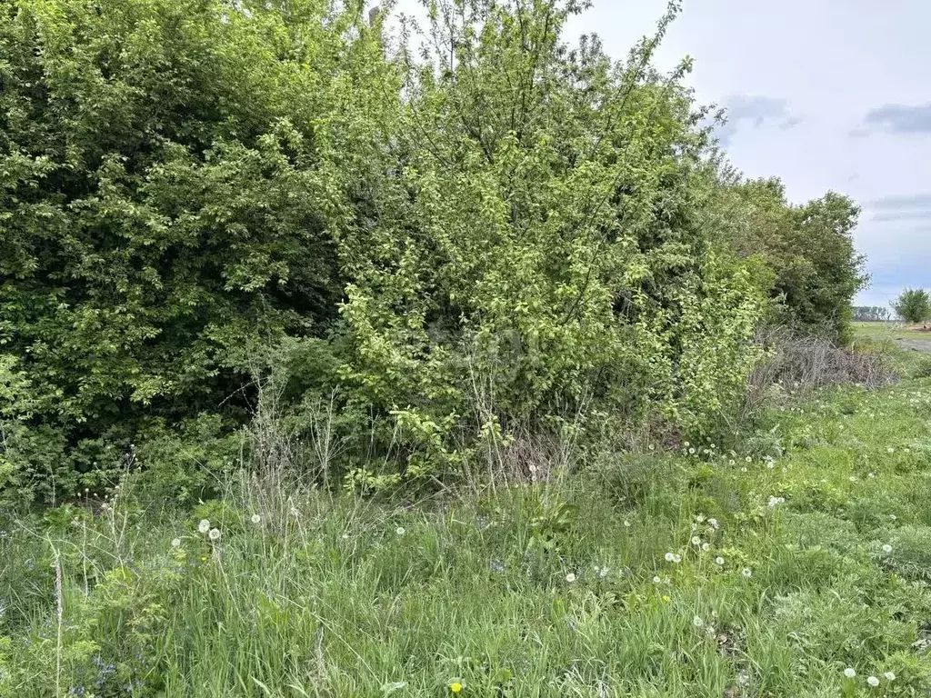 Участок в Воронежская область, Новоусманский район, Орловское с/пос, ... - Фото 2