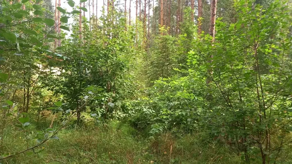 Участок в Ленинградская область, Приозерский район, Красноозерное ... - Фото 0