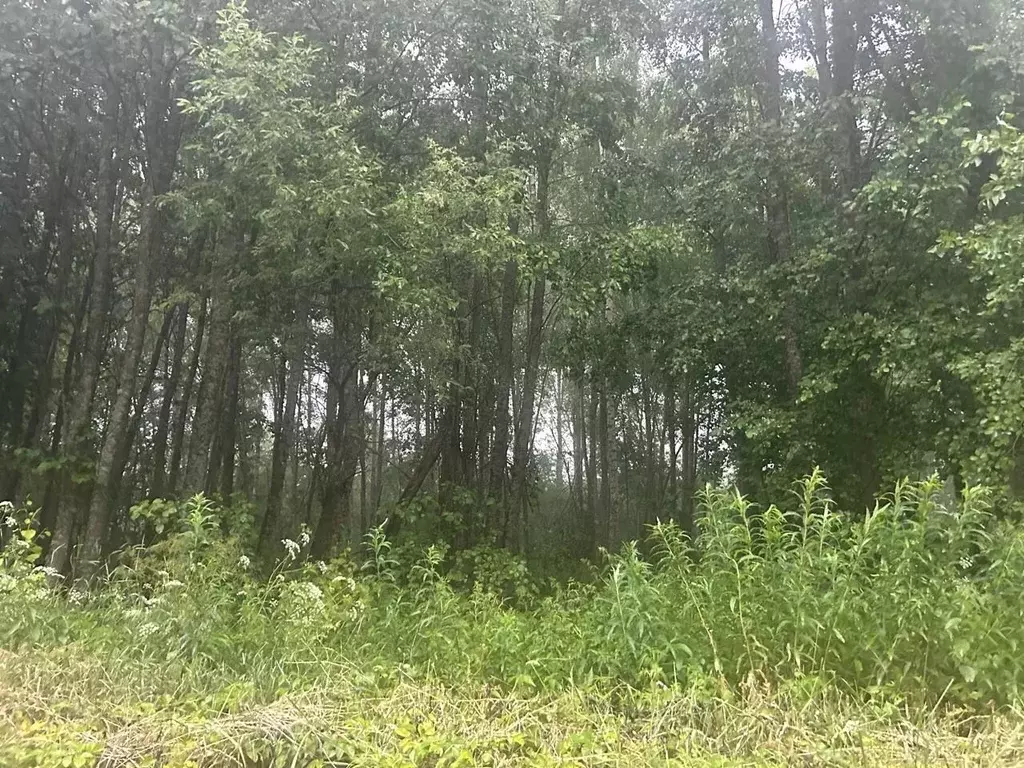 Участок в Ленинградская область, Сланцевский район, Новосельское ... - Фото 1