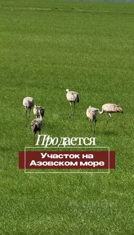 Участок в Крым, Ленинский район, Семисотское с/пос, с. Каменское  (6.0 ... - Фото 1