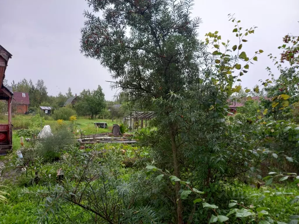 Участок в Новгородская область, Новгородский район, Панковское ... - Фото 2