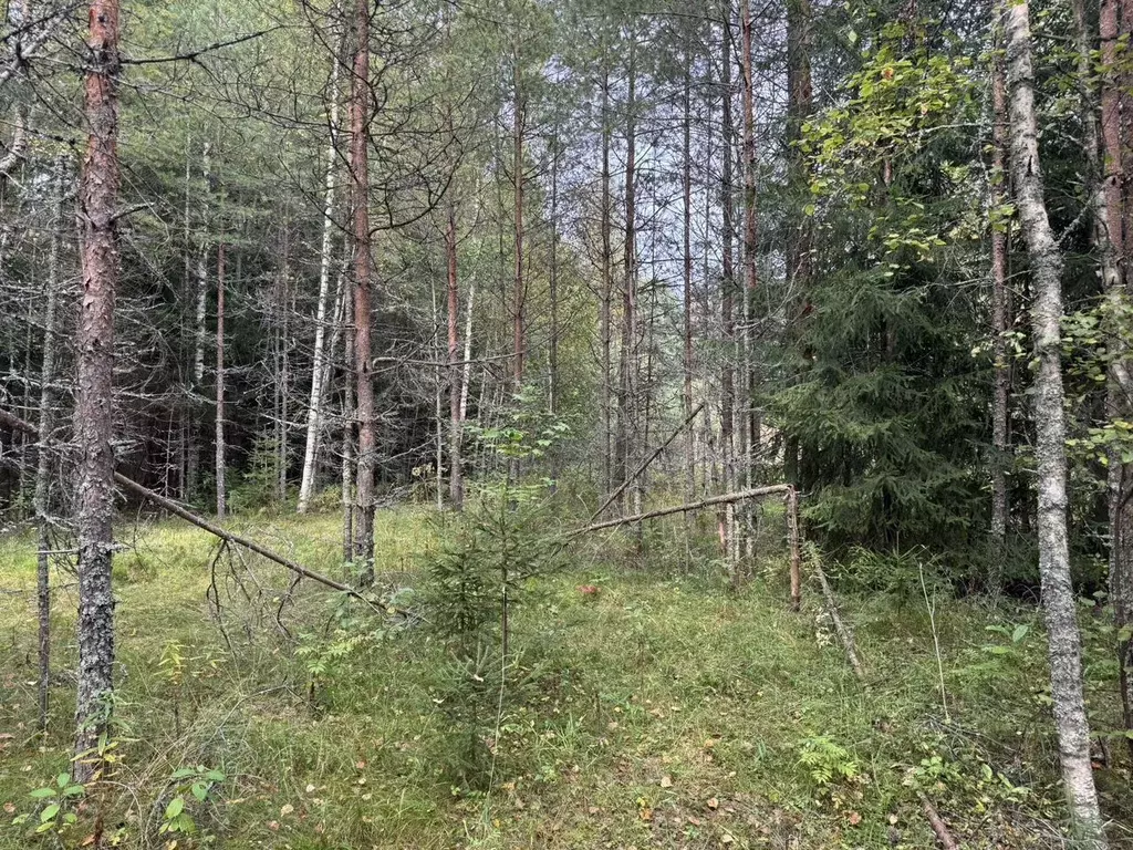 Участок в Ленинградская область, Выборгский район, пос. Поляны ш. ... - Фото 1