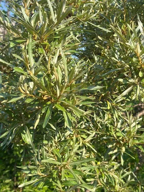 Участок в Челябинская область, Сосновский муниципальный округ, д. ... - Фото 1