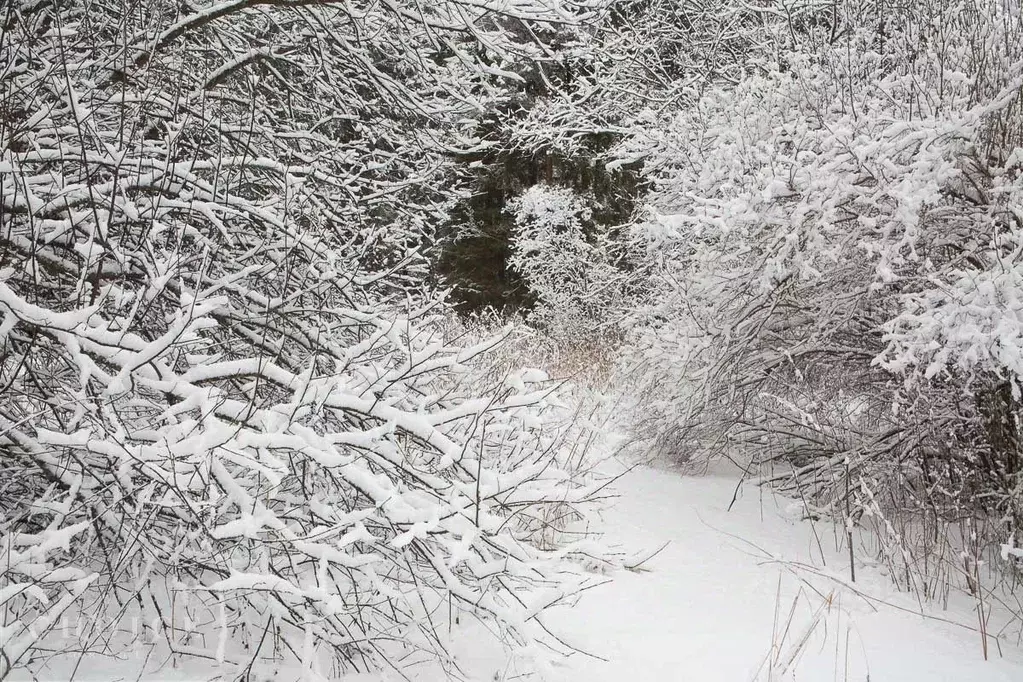 Участок в Московская область, Одинцовский городской округ, д. Жуковка, ... - Фото 1
