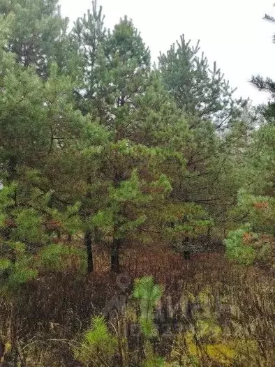 Участок в Московская область, Шатура муниципальный округ, д. Пожога  ... - Фото 2