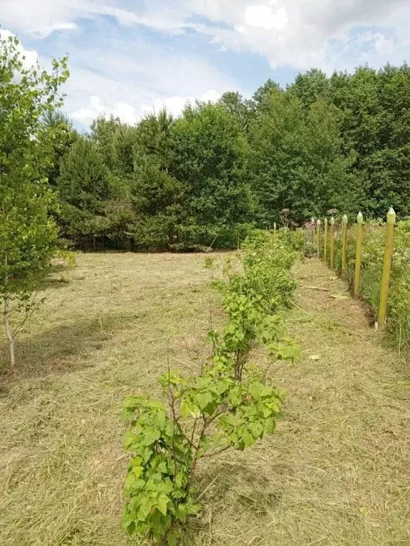 Участок в Московская область, Рузский муниципальный округ, д. Тишино ... - Фото 1