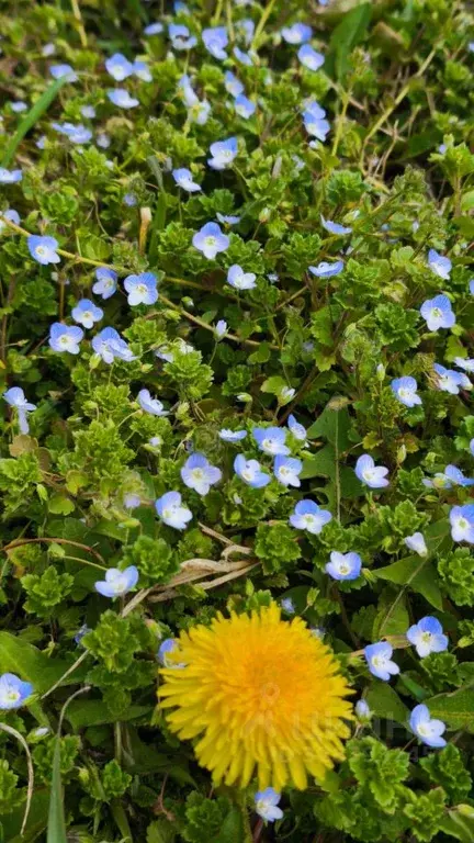 Участок в Крым, Ленинский район, Октябрьское с/пос, Юбилейный СТ ул. ... - Фото 2