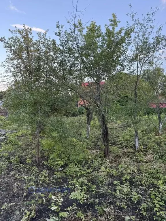 Участок в Самарская область, Кинель Кинельского горсовета СДТ, 42 (6.0 ... - Фото 2