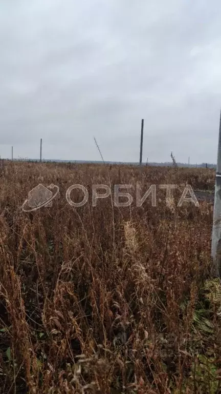 Участок в Тюменская область, Тюменский район, д. Елань, Австралия кп  ... - Фото 1