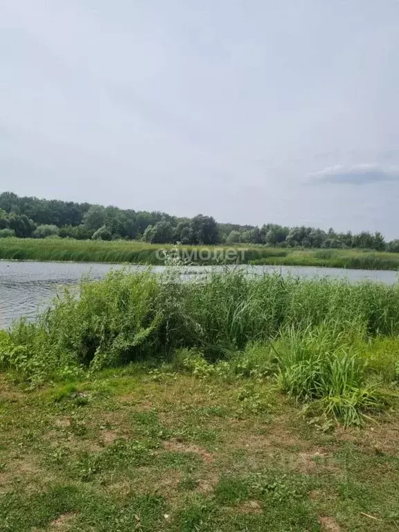 Участок в Воронежская область, Новоусманский район, с. Бабяково ... - Фото 1