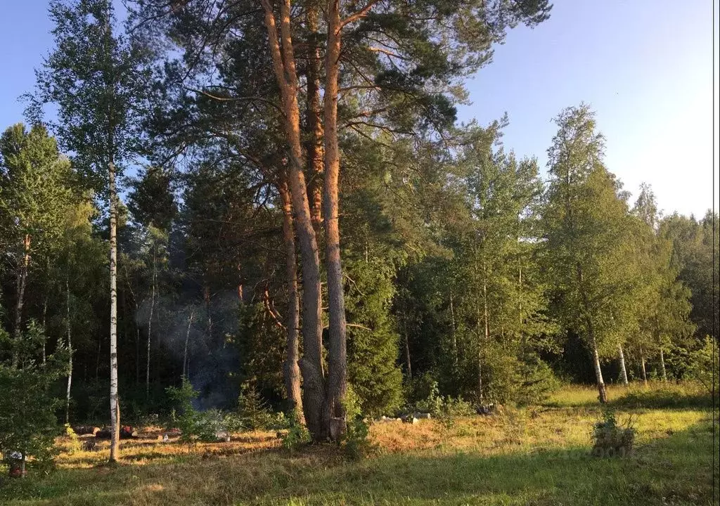 Участок в Новгородская область, Новгородский район, Савинское с/пос, ... - Фото 2