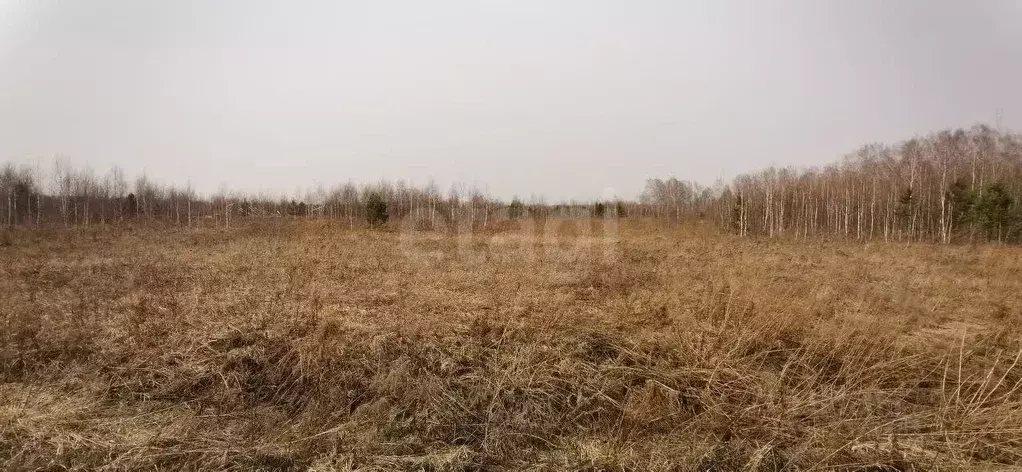 Участок в Новосибирская область, Мошковский район, Индия кп  (12.85 ... - Фото 1