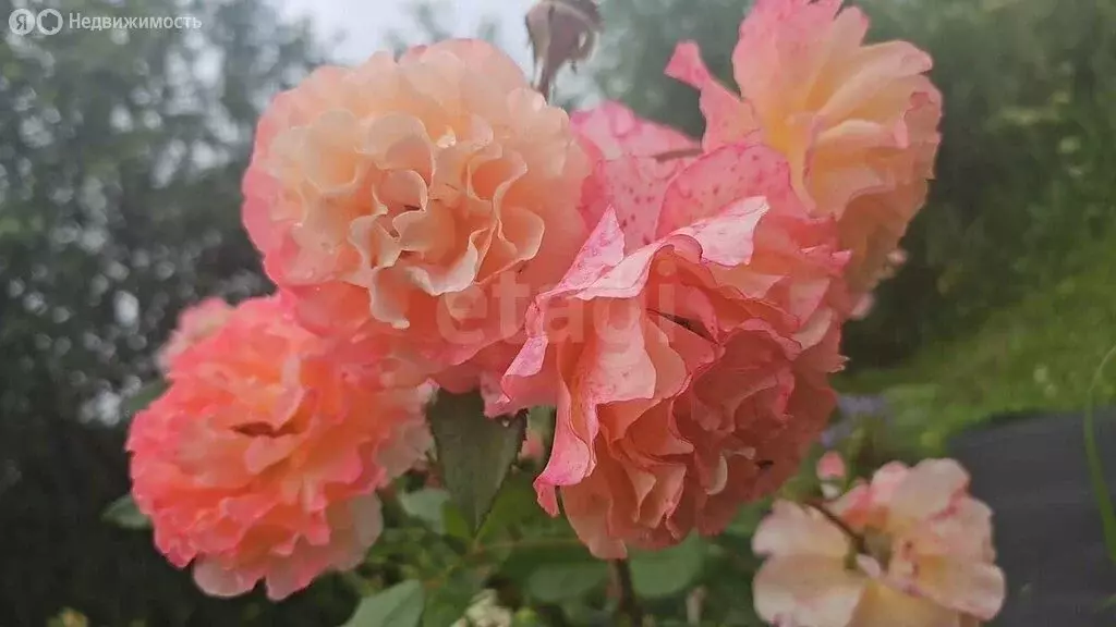 Дом в Новосибирск, улица Набережная Плющихи (48 м) - Фото 2