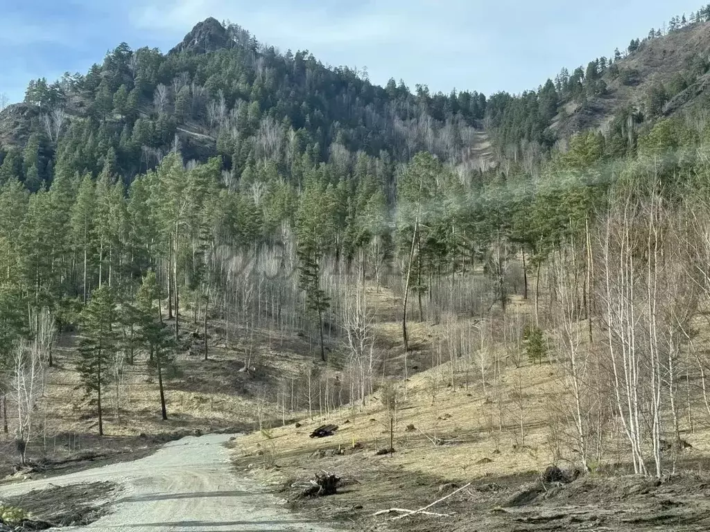 Участок в Алтай, Чемальский район, Узнезинское с/пос, с. Узнезя ул. ... - Фото 2